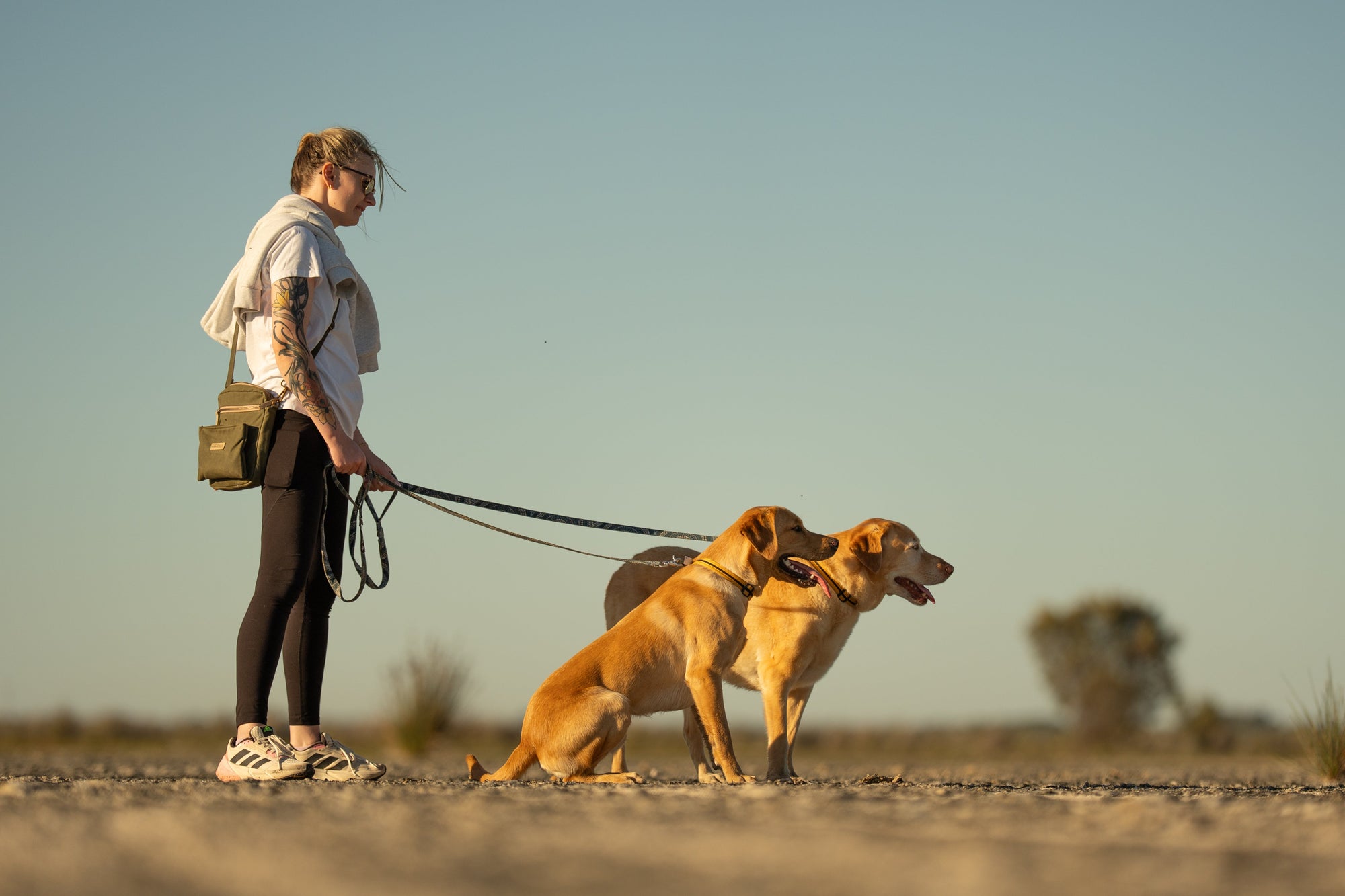 Training a Start Line Stay Without Losing Your Mind for Agility and Hoopers
